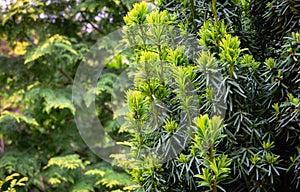 New bright green with yellow stripes foliage on yew Taxus baccata Fastigiata Aurea English yew, European yew