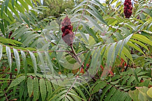 New Brunswick Wild Staghorn Sumac Plant and Berries