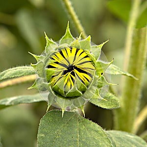 New bud of sunflower
