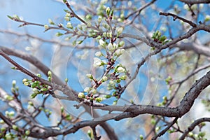 New buds of a cherry tree with green sepals and white petals on a blurred natural background, blooming a tree branch in springtime