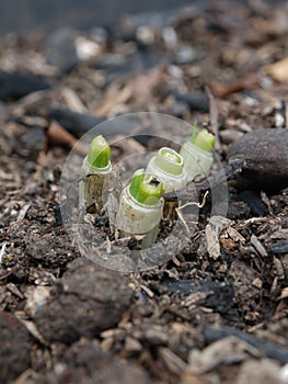 new buds grow from Allium fistulosum in a pot photo