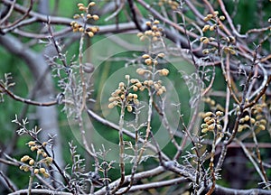 New buds of Paulownia tomentosa,