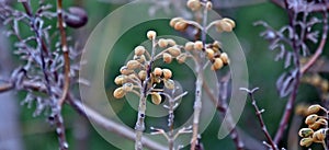 New buds of Paulownia tomentosa,