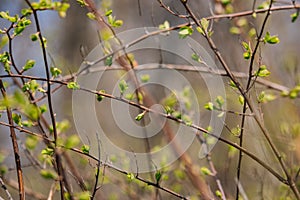 New buds on tree in spring. Young green leaves against unfocused background. Springtime concept. New foliage in park.