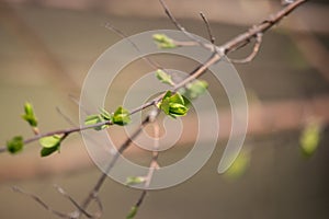 New buds on tree in spring. Young green leaves against unfocused background. Springtime concept. New foliage in park.