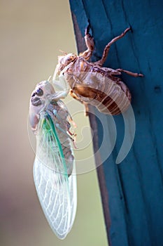 New Cicada Bug Beginning