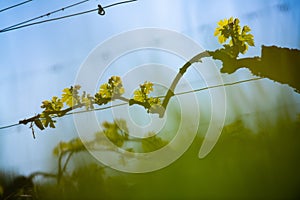 New bug and leaves sprouting at the beginning of spring on a trellised vine growing in bordeaux vineyard