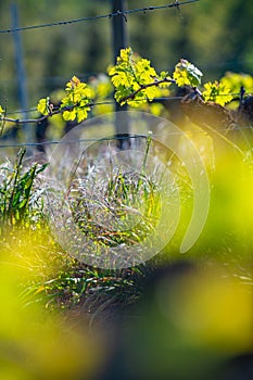 New bug and leaves sprouting at the beginning of spring on a trellised vine growing in bordeaux vineyard