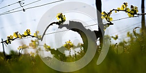 New bug and leaves sprouting at the beginning of spring on a trellised vine growing in bordeaux vineyard