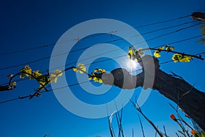 New bug and leaves sprouting at the beginning of spring on a trellised vine growing in bordeaux vineyard