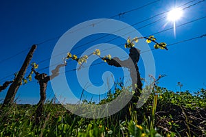 New bug and leaves sprouting at the beginning of spring on a trellised vine growing in bordeaux vineyard