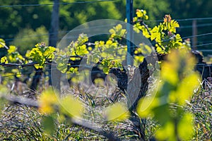 New bug and leaves sprouting at the beginning of spring on a trellised vine growing in bordeaux vineyard