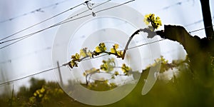 New bug and leaves sprouting at the beginning of spring on a trellised vine growing in bordeaux vineyard