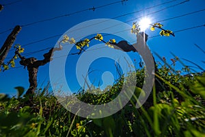 New bug and leaves sprouting at the beginning of spring on a trellised vine growing in bordeaux vineyard