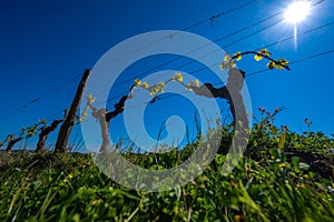 New bug and leaves sprouting at the beginning of spring on a trellised vine growing in bordeaux vineyard