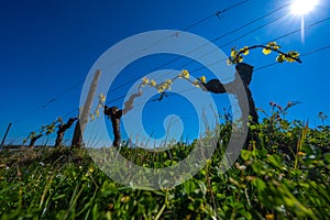 New bug and leaves sprouting at the beginning of spring on a trellised vine growing in bordeaux vineyard