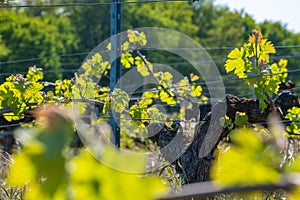 New bug and leaves sprouting at the beginning of spring on a trellised vine growing in bordeaux vineyard