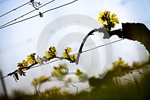 New bug and leaves sprouting at the beginning of spring on a trellised vine growing in bordeaux vineyard