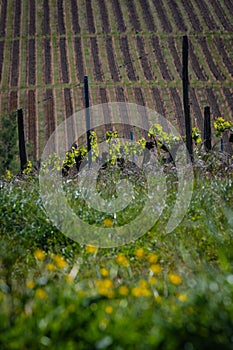 New bug and leaves sprouting at the beginning of spring on a trellised vine growing in bordeaux vineyard