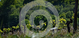 New bug and leaves sprouting at the beginning of spring on a trellised vine growing in bordeaux vineyard