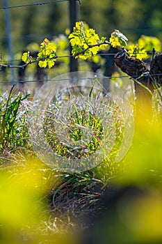 New bug and leaves sprouting at the beginning of spring on a trellised vine growing in bordeaux vineyard