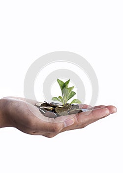 New business perspective - seedling in coins