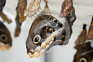 New butterfly emerging from hanging pupa