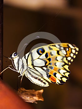 New Butterfly Metamorphosis