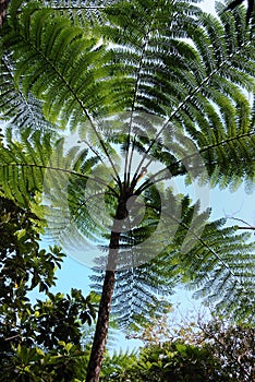 New caledonia fern photo