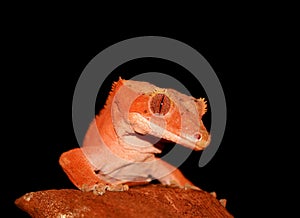 New caledonian/crested gecko