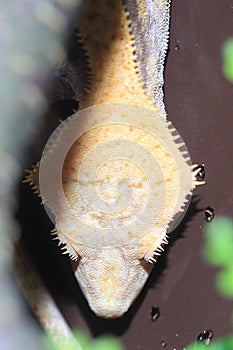 New Caledonian crested gecko