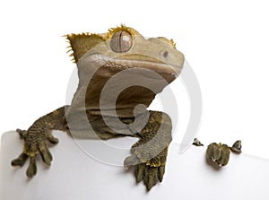 New Caledonian Crested Gecko