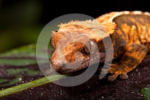 New Caledonian Crested Gecko