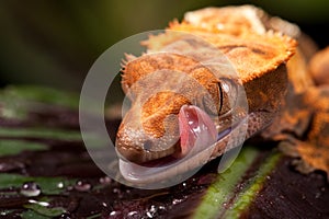 New Caledonian Crested Gecko