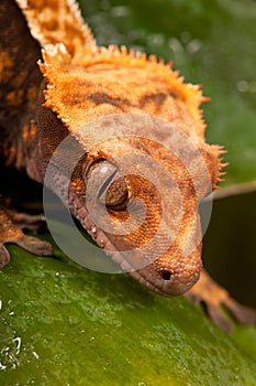 New Caledonian Crested Gecko