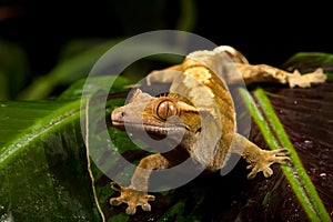 New Caledonian Crested Gecko