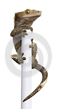 New Caledonian Crested Gecko climbing white pole