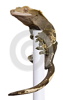 New Caledonian Crested Gecko climbing white pole