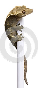 New Caledonian Crested Gecko climbing white pole