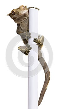 New Caledonian Crested Gecko climbing white pole