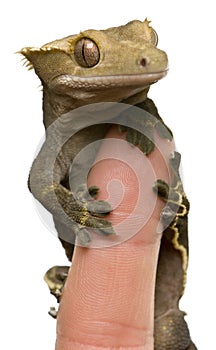 New Caledonian Crested Gecko on fingertip