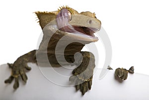 New Caledonian Crested Gecko licking eye