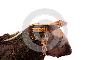 New Caledonian crested gecko on white