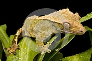 New Caledonian Gecko