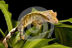 New Caledonian Gecko