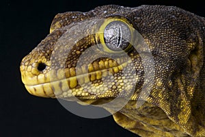 New Caledonian Giant Gecko