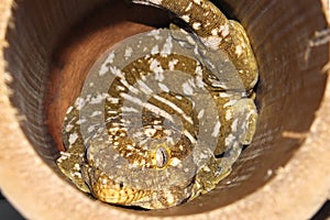 The New Caledonian giant gecko