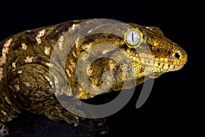 New Caledonian giant gecko Rhacodactylus leachianus