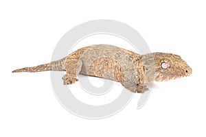 New Caledonian giant gecko, Rhacodactylus leachianus