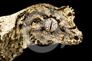 New Caledonian Mossy gecko (Mniarogekko chahoua) photo